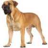 https://www.americanbreeder.com/images/com_adsmanager/categories/154cat_t.jpg