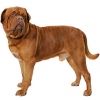 https://www.americanbreeder.com/images/com_adsmanager/categories/160cat_t.jpg