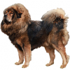 https://www.americanbreeder.com/images/com_adsmanager/categories/177cat_t.jpg