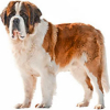 https://www.americanbreeder.com/images/com_adsmanager/categories/178cat_t.jpg