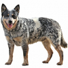 https://www.americanbreeder.com/images/com_adsmanager/categories/179cat_t.jpg