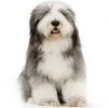 https://www.americanbreeder.com/images/com_adsmanager/categories/181cat_t.jpg