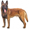 https://www.americanbreeder.com/images/com_adsmanager/categories/183cat_t.jpg