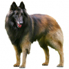https://www.americanbreeder.com/images/com_adsmanager/categories/186cat_t.jpg