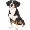 https://www.americanbreeder.com/images/com_adsmanager/categories/195cat_t.jpg