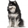 https://www.americanbreeder.com/images/com_adsmanager/categories/196cat_t.jpg