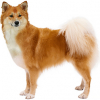 https://www.americanbreeder.com/images/com_adsmanager/categories/198cat_t.jpg