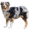 https://www.americanbreeder.com/images/com_adsmanager/categories/199cat_t.jpg