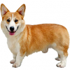https://www.americanbreeder.com/images/com_adsmanager/categories/202cat_t.jpg