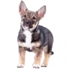 https://www.americanbreeder.com/images/com_adsmanager/categories/208cat_t.jpg