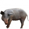 https://www.americanbreeder.com/images/com_adsmanager/categories/2142cat_t.jpg