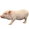 https://www.americanbreeder.com/images/com_adsmanager/categories/2143cat_t.jpg
