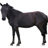 https://www.americanbreeder.com/images/com_adsmanager/categories/2146cat_t.jpg