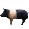https://www.americanbreeder.com/images/com_adsmanager/categories/2147cat_t.jpg