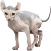https://www.americanbreeder.com/images/com_adsmanager/categories/2152cat_t.jpg