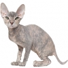 https://www.americanbreeder.com/images/com_adsmanager/categories/2153cat_t.jpg