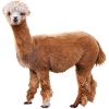 https://www.americanbreeder.com/images/com_adsmanager/categories/2160cat_t.jpg