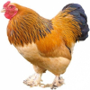 https://www.americanbreeder.com/images/com_adsmanager/categories/2164cat_t.jpg