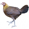 https://www.americanbreeder.com/images/com_adsmanager/categories/2168cat_t.jpg