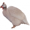 https://www.americanbreeder.com/images/com_adsmanager/categories/2169cat_t.jpg