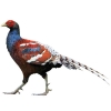 https://www.americanbreeder.com/images/com_adsmanager/categories/2172cat_t.jpg