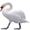 https://www.americanbreeder.com/images/com_adsmanager/categories/2177cat_t.jpg
