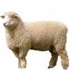 https://www.americanbreeder.com/images/com_adsmanager/categories/2182cat_t.jpg