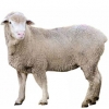 https://www.americanbreeder.com/images/com_adsmanager/categories/2188cat_t.jpg