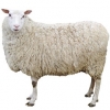 https://www.americanbreeder.com/images/com_adsmanager/categories/2191cat_t.jpg