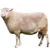 https://www.americanbreeder.com/images/com_adsmanager/categories/2192cat_t.jpg