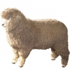 https://www.americanbreeder.com/images/com_adsmanager/categories/2193cat_t.jpg