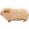 https://www.americanbreeder.com/images/com_adsmanager/categories/2203cat_t.jpg