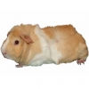 https://www.americanbreeder.com/images/com_adsmanager/categories/2204cat_t.jpg