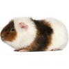 https://www.americanbreeder.com/images/com_adsmanager/categories/2207cat_t.jpg
