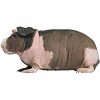 https://www.americanbreeder.com/images/com_adsmanager/categories/2210cat_t.jpg