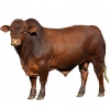 https://www.americanbreeder.com/images/com_adsmanager/categories/2234cat_t.jpg