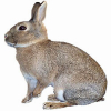 https://www.americanbreeder.com/images/com_adsmanager/categories/2245cat_t.jpg