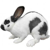 https://www.americanbreeder.com/images/com_adsmanager/categories/2246cat_t.jpg