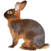 https://www.americanbreeder.com/images/com_adsmanager/categories/2249cat_t.jpg