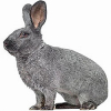 https://www.americanbreeder.com/images/com_adsmanager/categories/2252cat_t.jpg