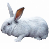 https://www.americanbreeder.com/images/com_adsmanager/categories/2253cat_t.jpg