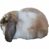 https://www.americanbreeder.com/images/com_adsmanager/categories/2259cat_t.jpg
