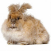 https://www.americanbreeder.com/images/com_adsmanager/categories/2260cat_t.jpg