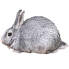 https://www.americanbreeder.com/images/com_adsmanager/categories/2261cat_t.jpg