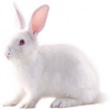 https://www.americanbreeder.com/images/com_adsmanager/categories/2264cat_t.jpg
