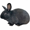 https://www.americanbreeder.com/images/com_adsmanager/categories/2265cat_t.jpg