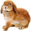 https://www.americanbreeder.com/images/com_adsmanager/categories/2266cat_t.jpg