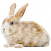 https://www.americanbreeder.com/images/com_adsmanager/categories/2272cat_t.jpg