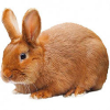 https://www.americanbreeder.com/images/com_adsmanager/categories/2276cat_t.jpg