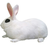 https://www.americanbreeder.com/images/com_adsmanager/categories/2281cat_t.jpg